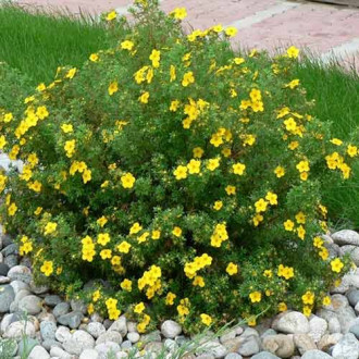 Pięciornik krzewiasty Sommerflor interface.image 1
