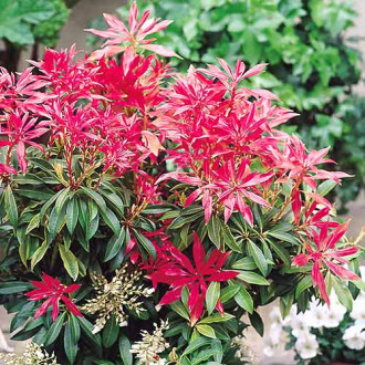 Pieris Forest Flame imagine 3