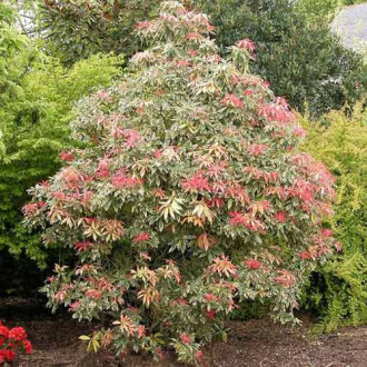 Pieris japoński Flaming Silver interface.image 2