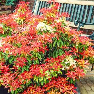 Pieris Mountain Fire imagine 4