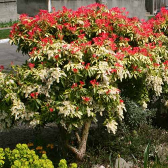 Pieris Variegata imagine 6