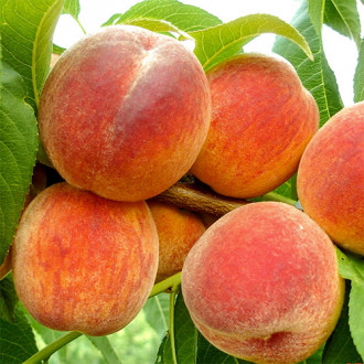 Piersic Big Honey imagine 9