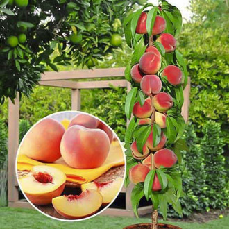 Piersic columnar Honey, С2 imagine 9