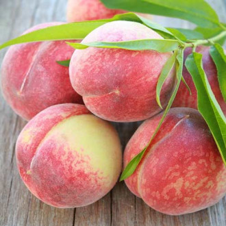 Piersic Contessa imagine 12