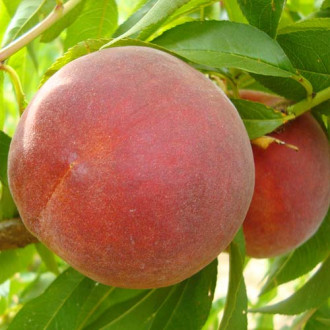 Piersic Diamond Princess imagine 12