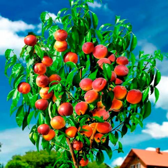 Piersic DUO imagine 15