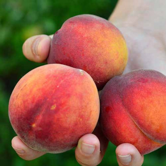 Piersic Fair Time imagine 11