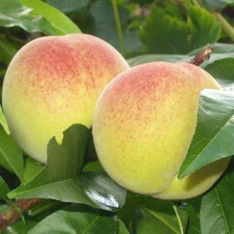 Piersic Green Khaterina imagine 8