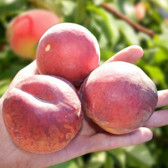 Piersic Paty imagine 3