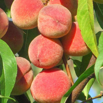 Piersic Peace imagine 15