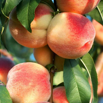 Piersic Pompadour imagine 1