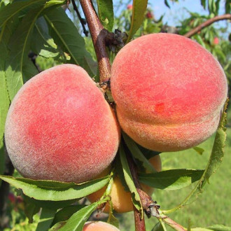 Piersic Royalvee imagine 13