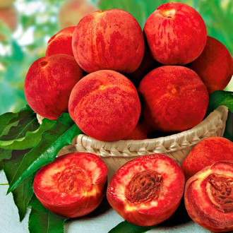 Piersic Rubino imagine 7