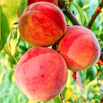 Piersic Velvet imagine 14