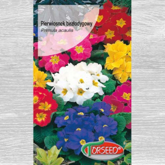 Pierwiosnek bezłodygowy (Primula), mieszanka interface.image 12