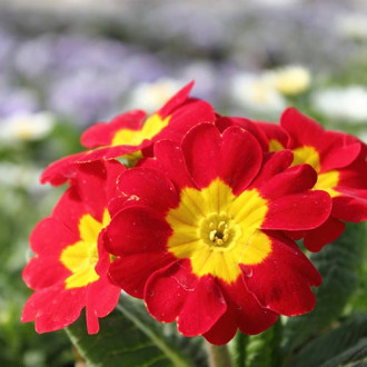 Pierwiosnek bezłodygowy (Primula) Red interface.image 5