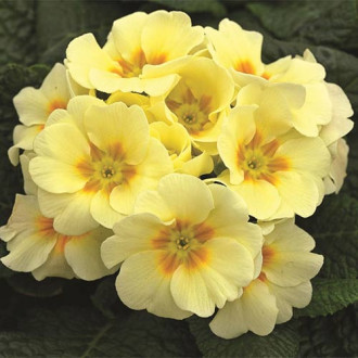 Pierwiosnek bezłodygowy (Primula) Yellow interface.image 8