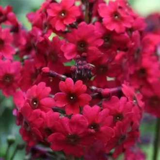 Pierwiosnek japoński (Primula) Miller's Crimson interface.image 6