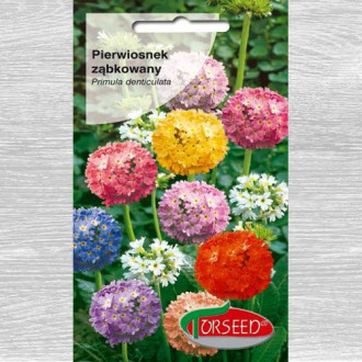 Pierwiosnek ząbkowany (Primula), mieszanka interface.image 1