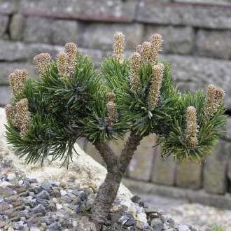 Pin de Himalaya Jacobsen, C4 imagine 7