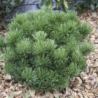 Pin de Himalaya Pumillio, C2 imagine 1