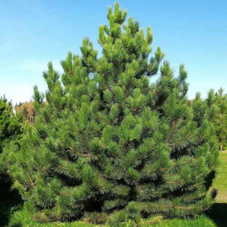 Pin de pădure imagine 5