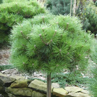 Pin negru Brepo, C5 imagine 11