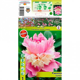 Piwonia Sorbet interface.image 1