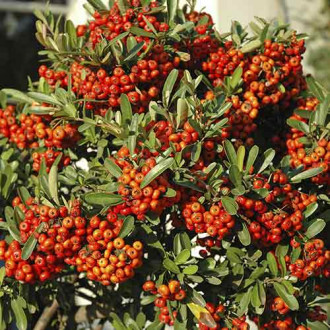 Пираканта Orange Glow изображение 1