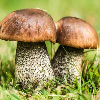 Pitarcă aspră (Burete călugăresc) imagine 3