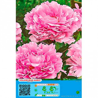 Piwonia Pink interface.image 12