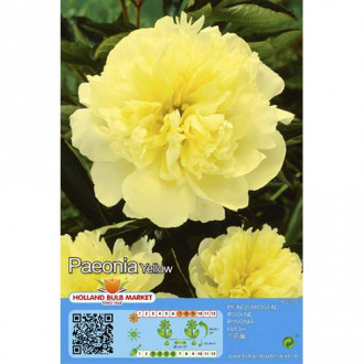 Piwonia Yellow interface.image 2