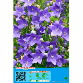 Floarea balon (Platycodon) Blue imagine 2