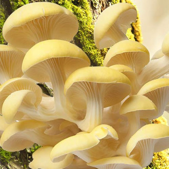 Pleurotus Galben imagine 16