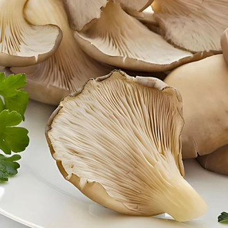 Pleurotus (Păstrăv de fag) imagine 1