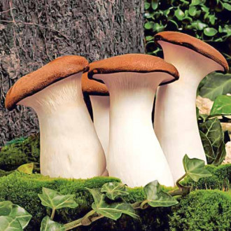 Pleurotus Regal (Păstrăvul scailor) imagine 17
