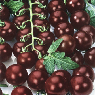 Pomidor Black Cherry  interface.image 8