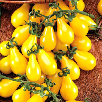 Pomidor Yellow Pearshaped  interface.image 9
