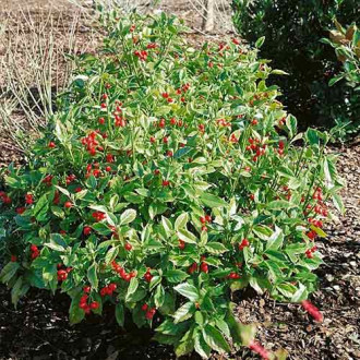 Pomul de aur Rozannie imagine 2