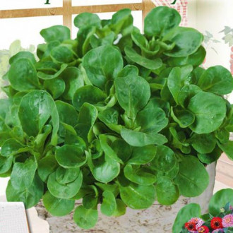 Porumb de salată imagine 10