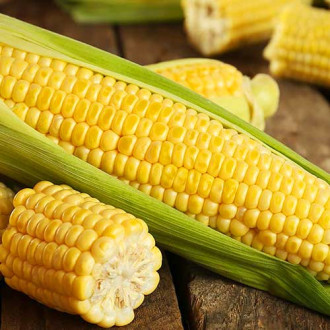 Porumb Zlota Karlowa imagine 14