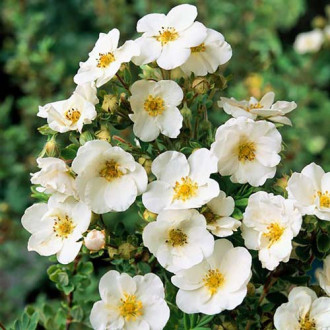 Potentilla Alba Plena imagine 14