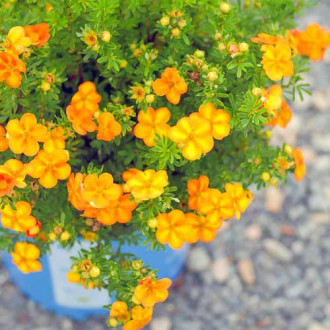 Potentilla Bella Apple imagine 12