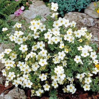 Potentilla Bella Bianca imagine 3