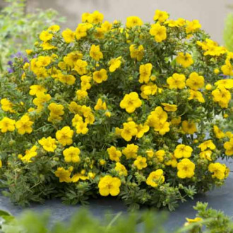 Potentilla Bella Lindsey imagine 10