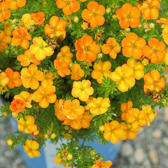 Potentilla Bella Sol imagine 6