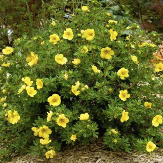 Potentilla Double Punch Gold ® PBR, C2 imagine 2