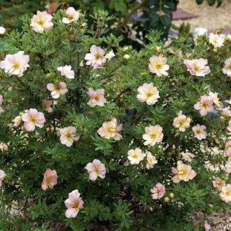 Potentilla Double Punch Pastel ® PBR, C2 imagine 15