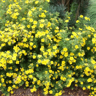 Potentilla Elizabeth imagine 17