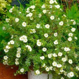 Potentilla fruticosa Double Punch Cream imagine 14